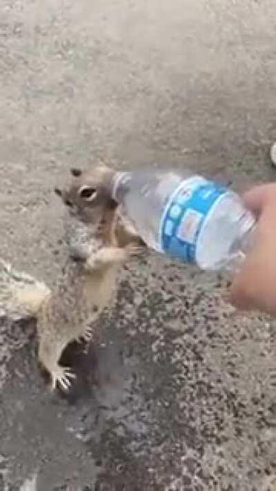 🔥 Squirrel Asking For Water!