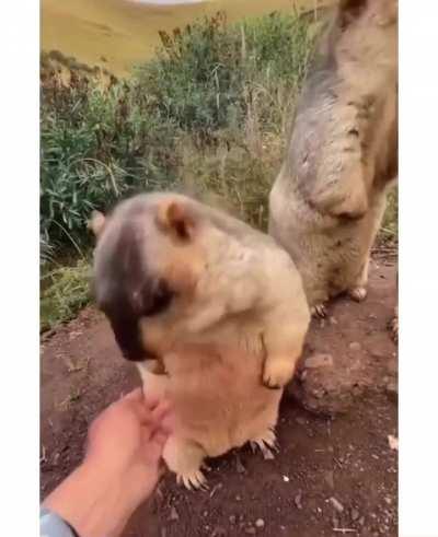 To be a groundhog, chilling with the other groundhog bros.