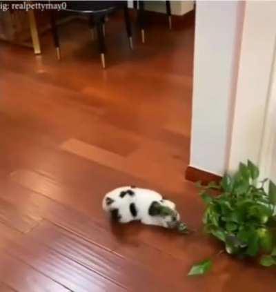 Gotta say hi to the leaves first