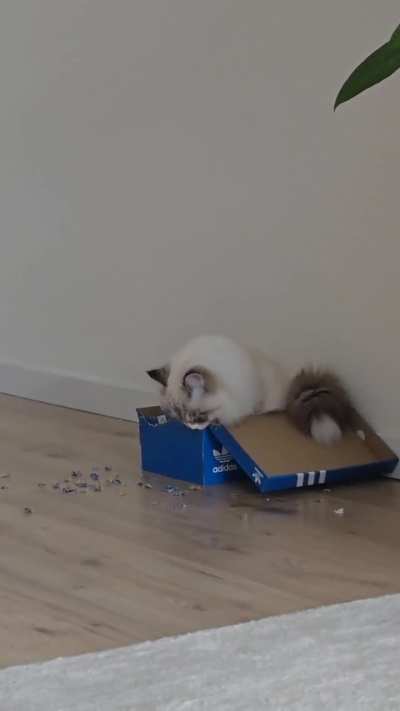 HMCN while I eat the box