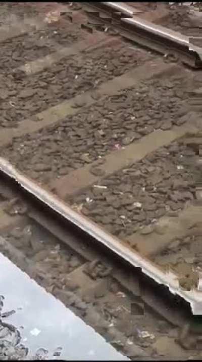 Fish in drain in japan : 😍😘 Fish in endan drain : 😡😱🤢