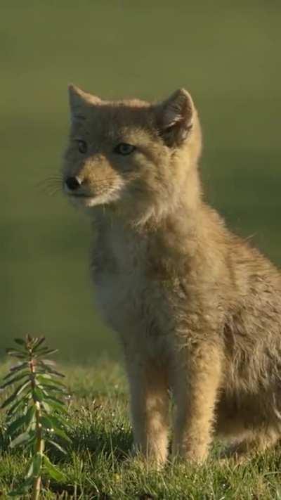 Exceeding legal limits of adorableness for 30 seconds per