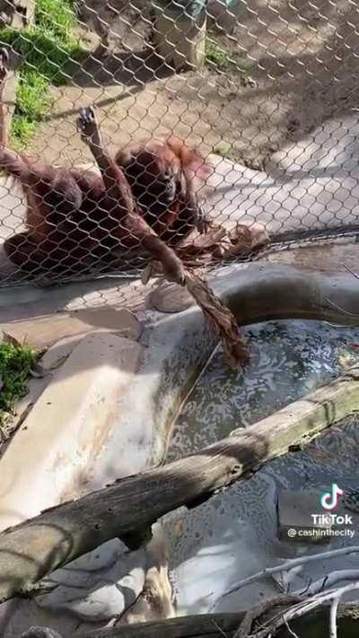Orangutans get Bottle