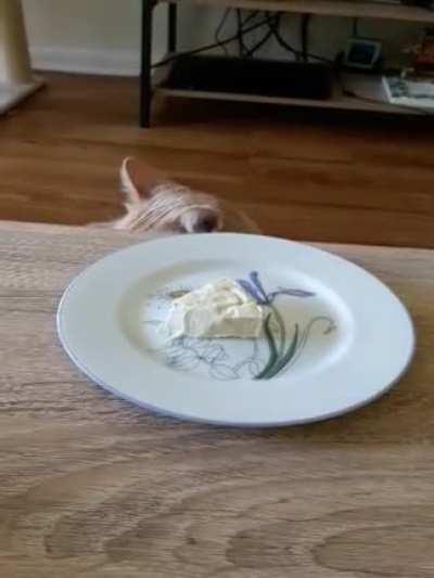 My mom's cat apparently isn't a fan of this cheese.