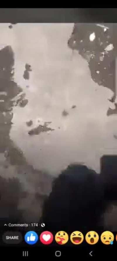 Petting a cayman seems like a good idea. What do you think?