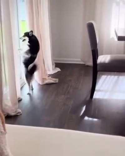 Dancing dog 