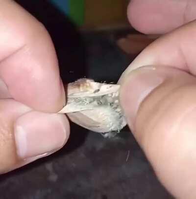 thanks, i hate spider eggs