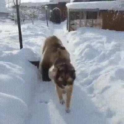 To startle the dog