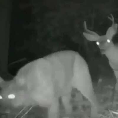 Even the predators are getting tired of their shit