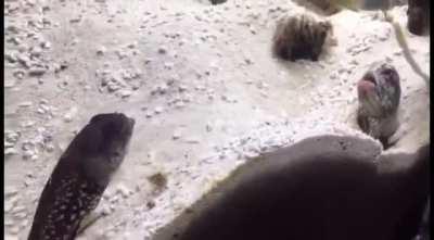 Fish having an argument