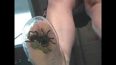 Tammy Spider Underglass