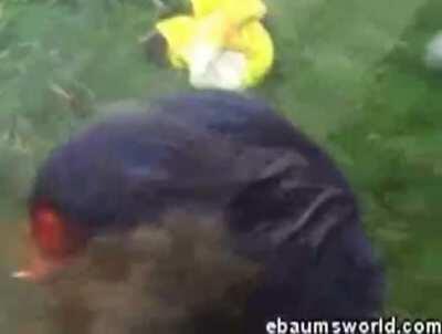 A real classic from the noughties. Probably the first WCGW video I can remember.