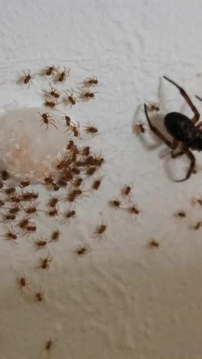 Not a fan of a massive fan of spiders at the best of times. Inches from the kids beds. Can anyone tell me what it is? We are in Hitchin, Hertfordshire, UK