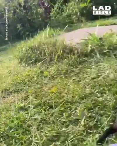 Mum trying to teach her puppy Dachshund to play fetch