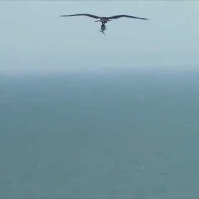 Скопа поймала акулёнка, Южная Каролина