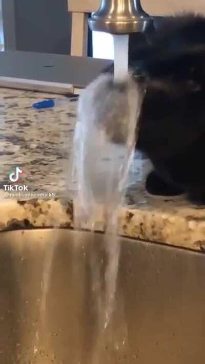 He's just storing more on his head for later!