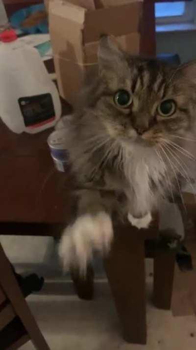 Evie wants scratched