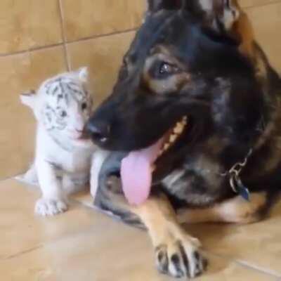 Try to sneak up on a German Shepard