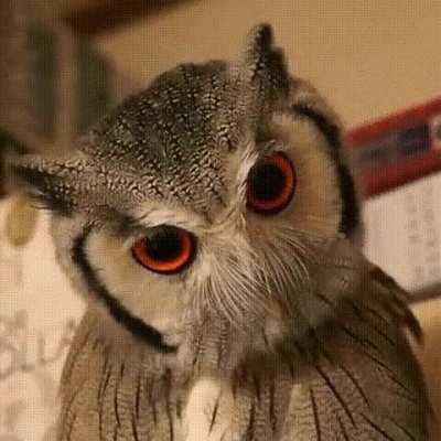 The northern white-faced owl has some rather notable defense postures whenever it senses danger, and it can easily transform from friendly-looking to a more ominous appearance in seconds. The owl accomplishes this by pulling its body feathers inwards caus