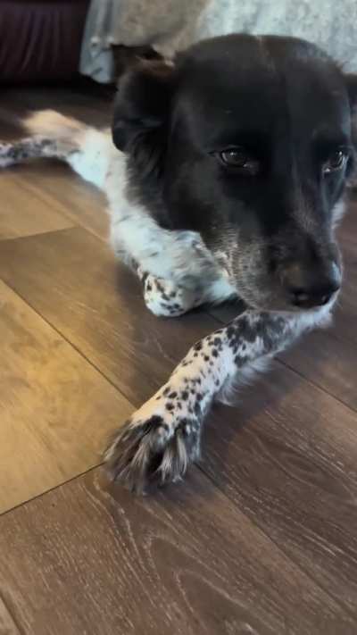 Dog propaganda- labradoodle shutdown