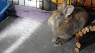 Cleo illustrating what I want to do every morning after I've just gotten up.