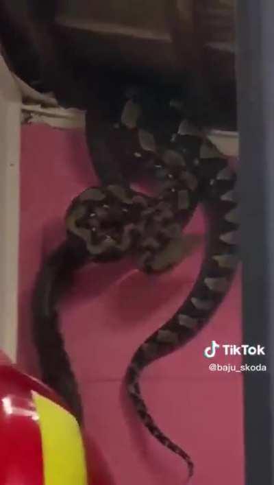 Let's just grab this snake by the tail and call it a day.