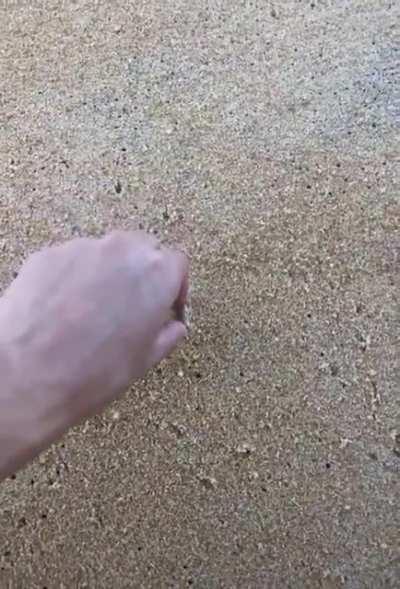 Horn-Eyed Ghost Crabs Can Move 100 Body-Lengths Per Second!