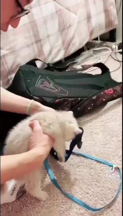 to train kitty to walk wearing a harness