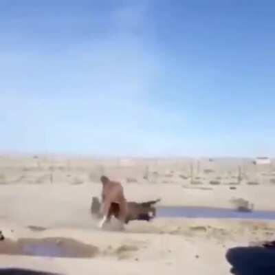 Ай барцуха, ай уаткнул