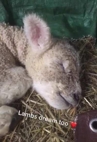 Lambs dream too (sound up)