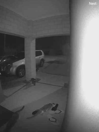 Caught the annual neighbourhood cat meeting at 3:30am on camera. We don't even own a cat!
