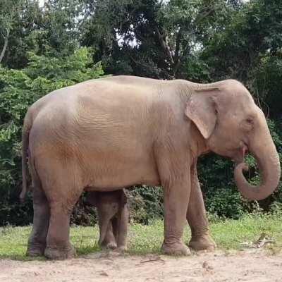 Just a shy little elephant saying hi