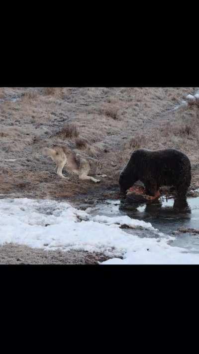 The hungry wolf gently asks the grizzly bear for some food. 