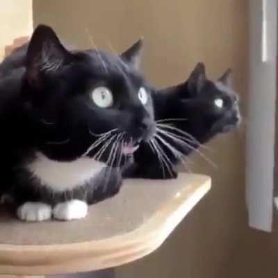 Translation Needed (unmute)