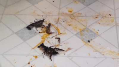 Jewel - Metal Heel Crawdad Crush