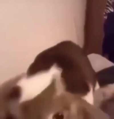 U R DED, NOT BEEG SOUPYZ.