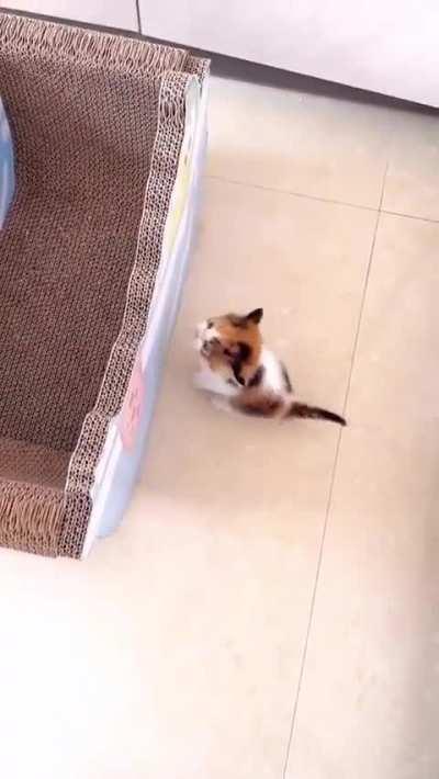 Too smol to do anything, really