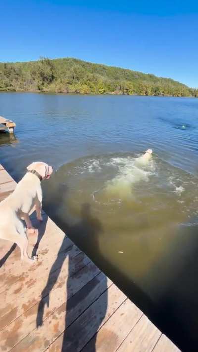 Just a couple fish Dogo’s