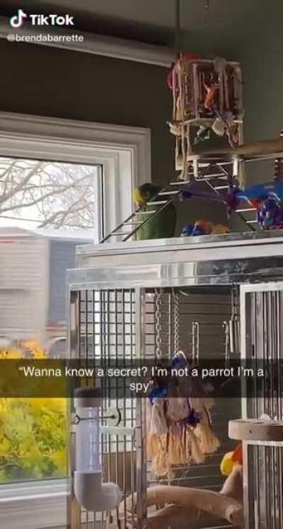 I'm starting to feel like birds aren't real