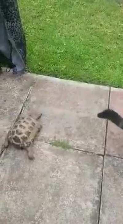 There is no escape from turtle