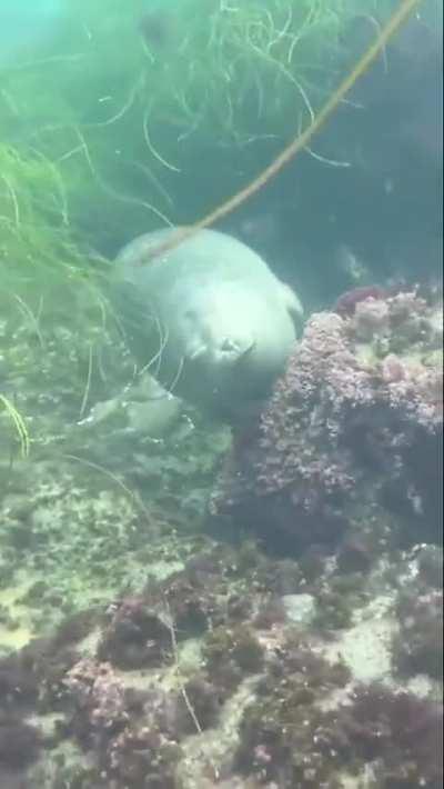 How seals sleep underwater