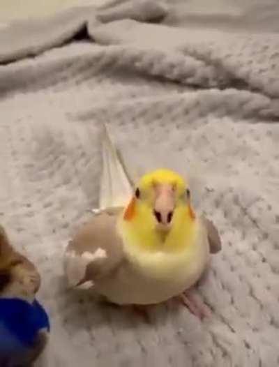 A bird that can beatbox