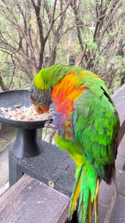 I miss you Oldmanbird :(