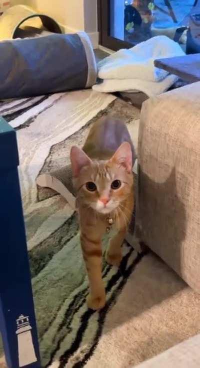 Maybe if I walk slowly she wont see me