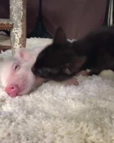 The start of a special friendship, Dragonlord and Sriracha