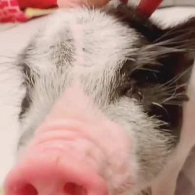 These scritches are pig approved