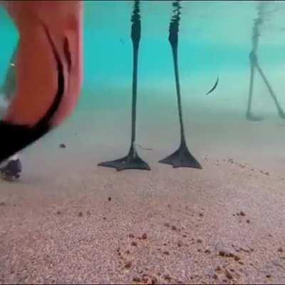 ere are ten seconds of Flamingoes feeding underwater.