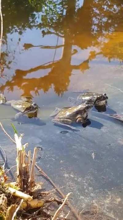 The frogs in my backyard have started emerging from their hibernation! Oh how I've missed them