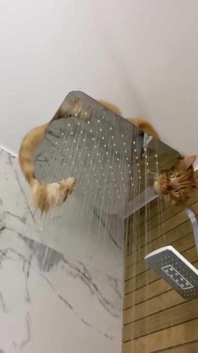 Does Your Cat Watch You Shower?