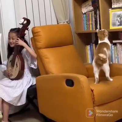 Cat reacting to moon lute's sound
